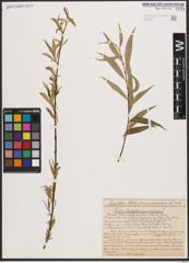 Salix babylonica L. x Salix nigra Marshall